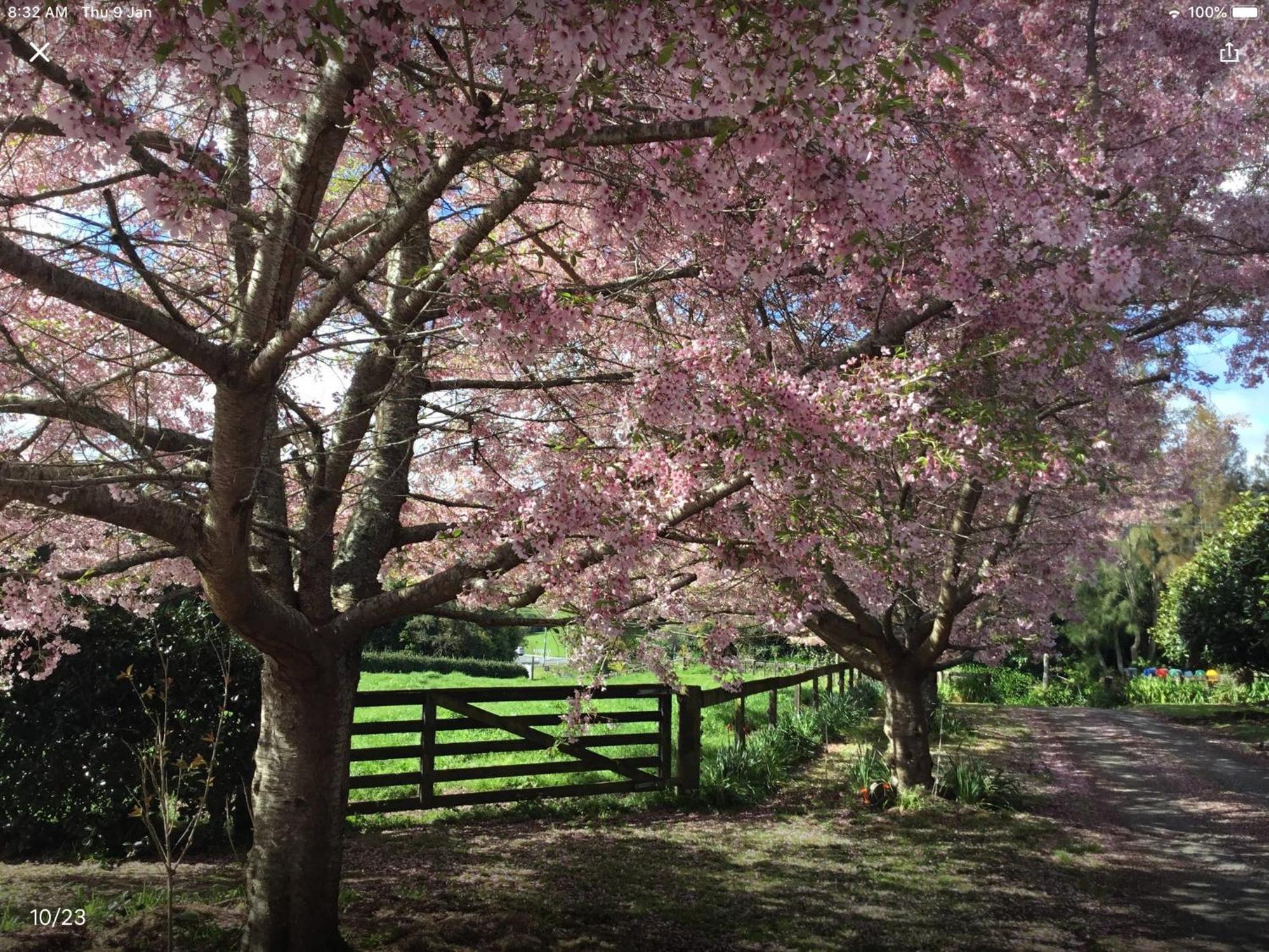 Te PunaThe Flower Nest Retreatアパートメント エクステリア 写真