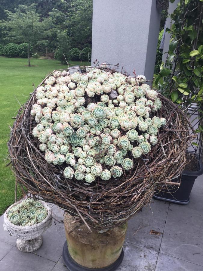 Te PunaThe Flower Nest Retreatアパートメント エクステリア 写真